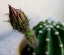 کاکتوس ایستر لیلی